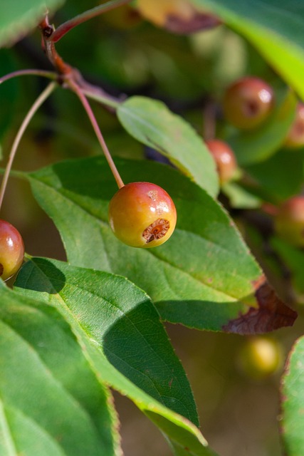 同等级前锋 同等级前锋